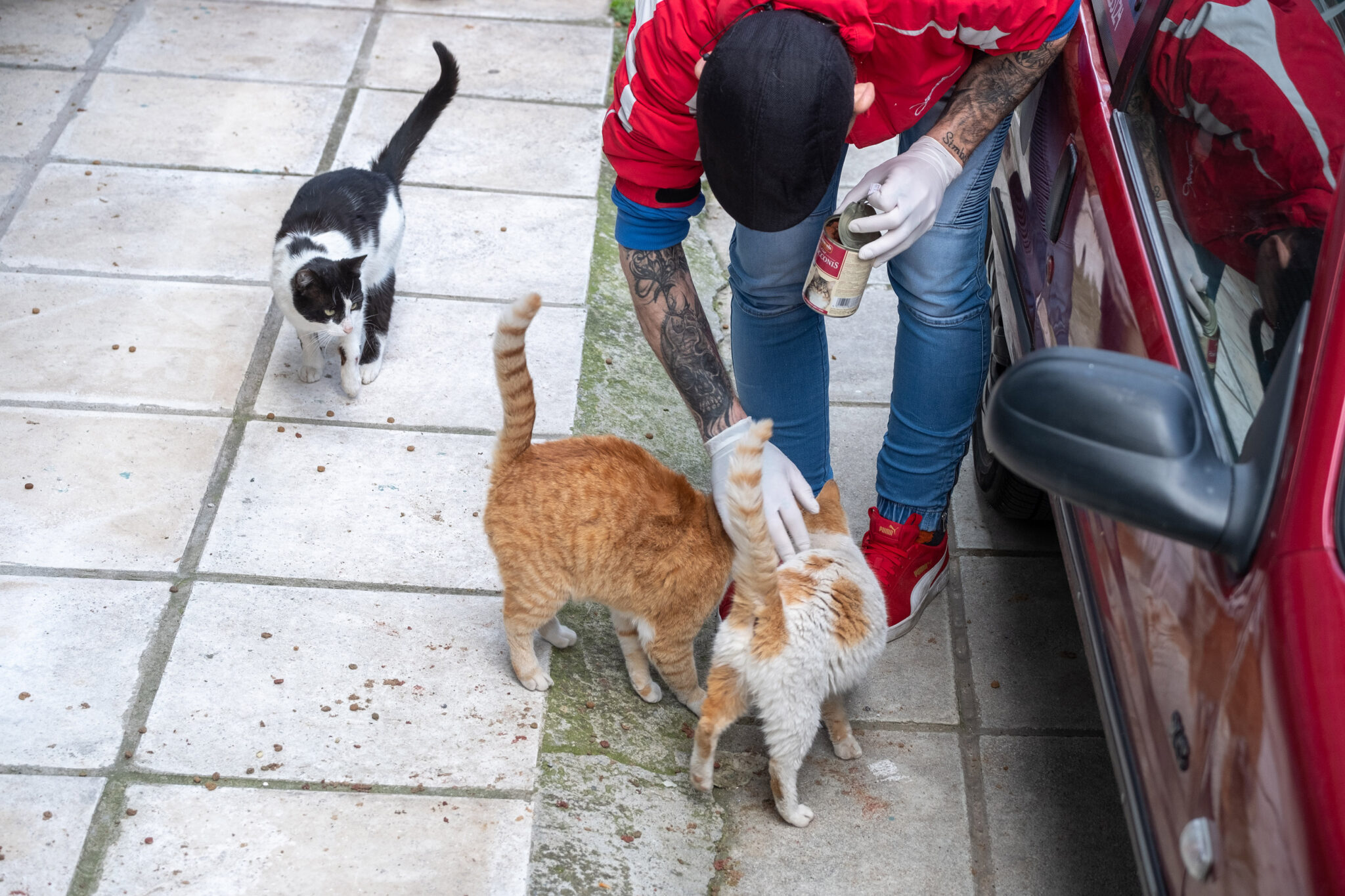 Κονδύλι 75 χιλιάδων ευρώ για στείρωση των αδέσποτων γάτων (ΒΙΝΤΕΟ)
