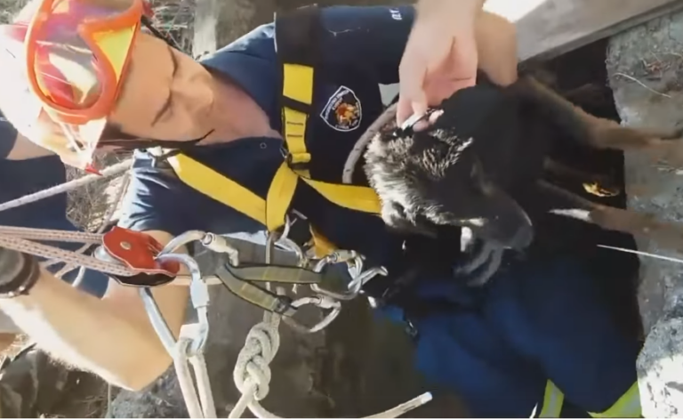ΒΙΝΤΕΟ: Καρέ-καρέ η επιχείρηση διάσωσης σκύλου από την Πυροσβεστική