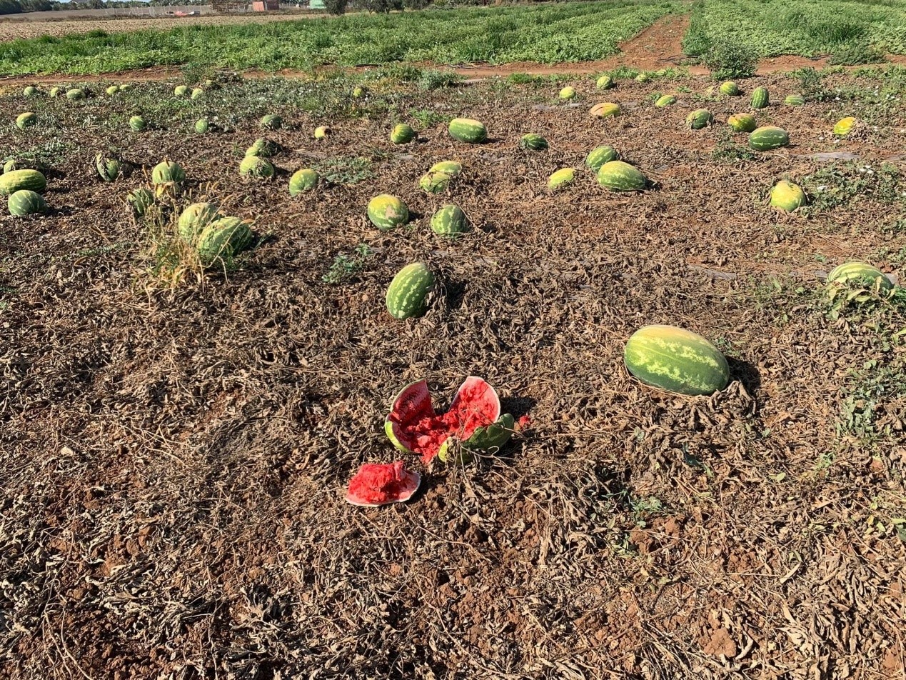 Mάστιγα για τον πρωτογενή τομέα οι "αλεξιπτωτιστές" γεωργοί (ΒΙΝΤΕΟ)