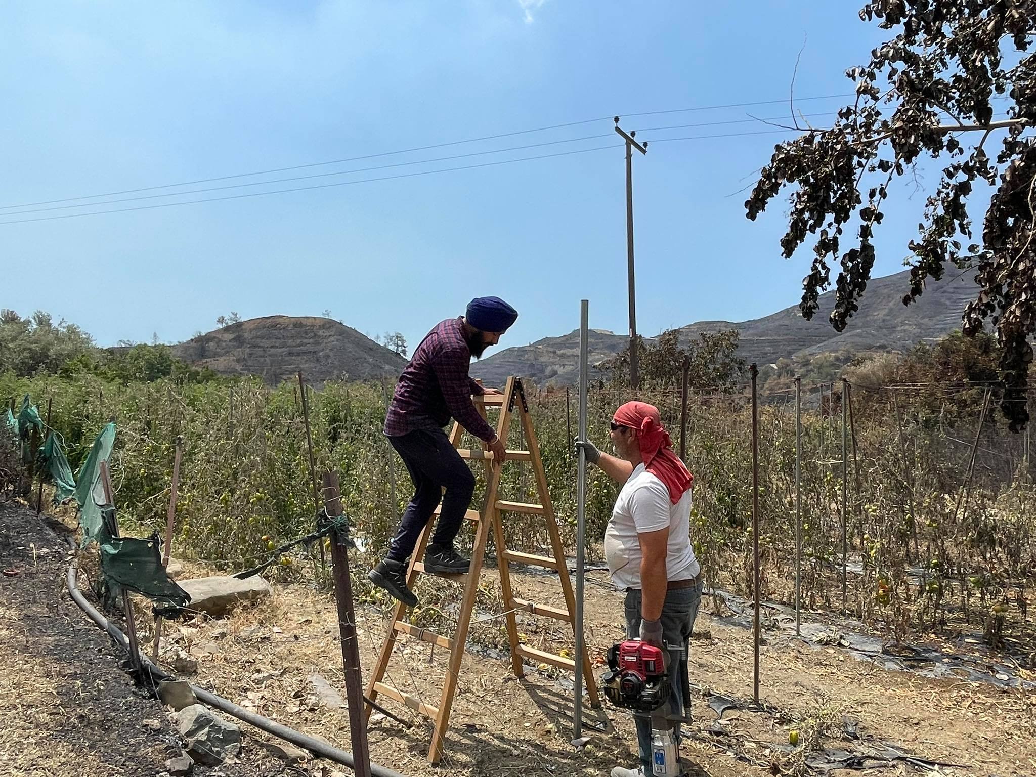 ΦΩΤΟ: Επέστρεψαν στις τοματοφυτείες και παλεύουν για να σώσουν ότι σώζεται