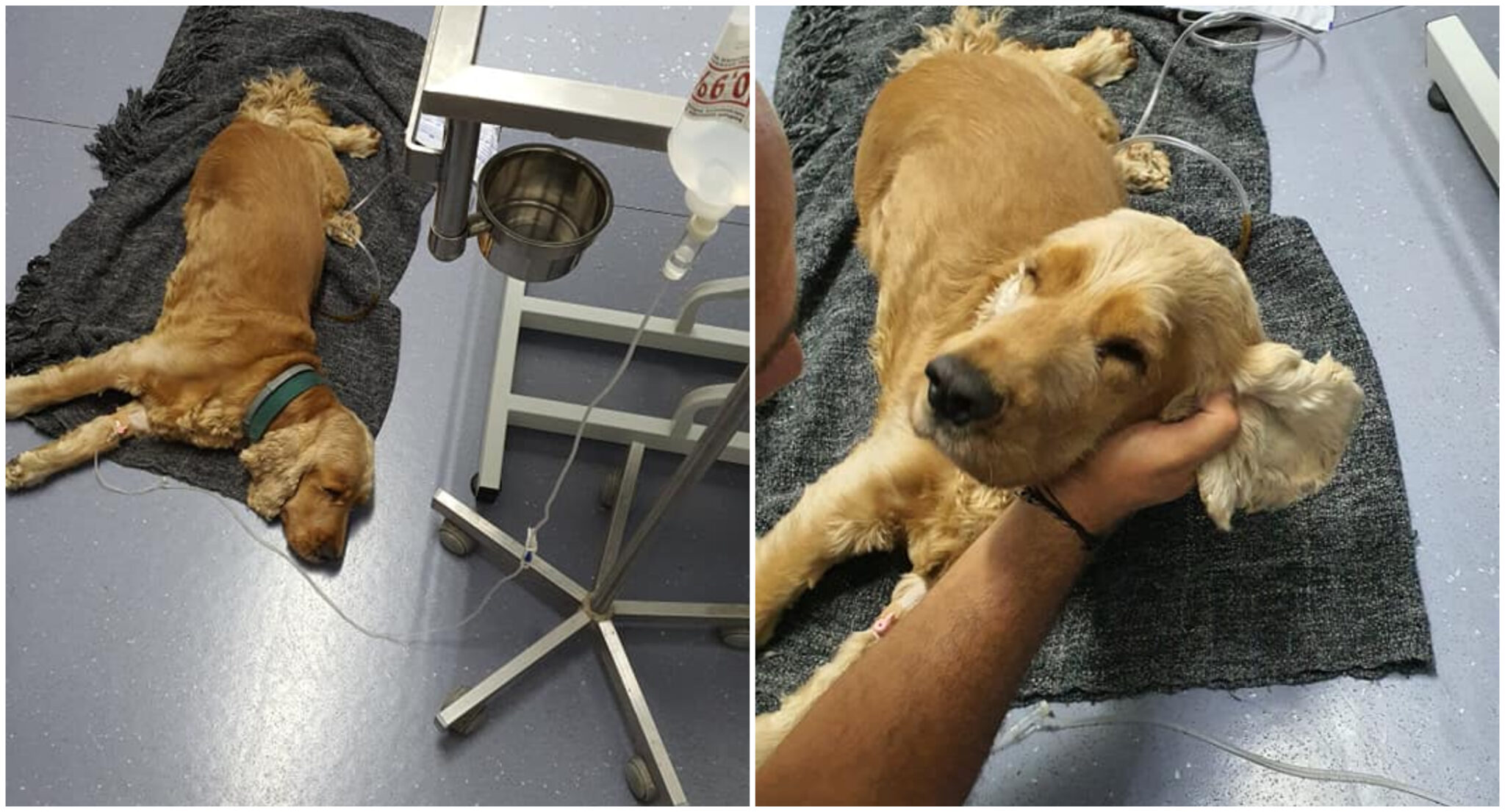 ΦΩΤΟ: "Τι άνθρωπος είσαι να κτυπάς, να τραυματίζεις και να το εγκαταλείπεις;"