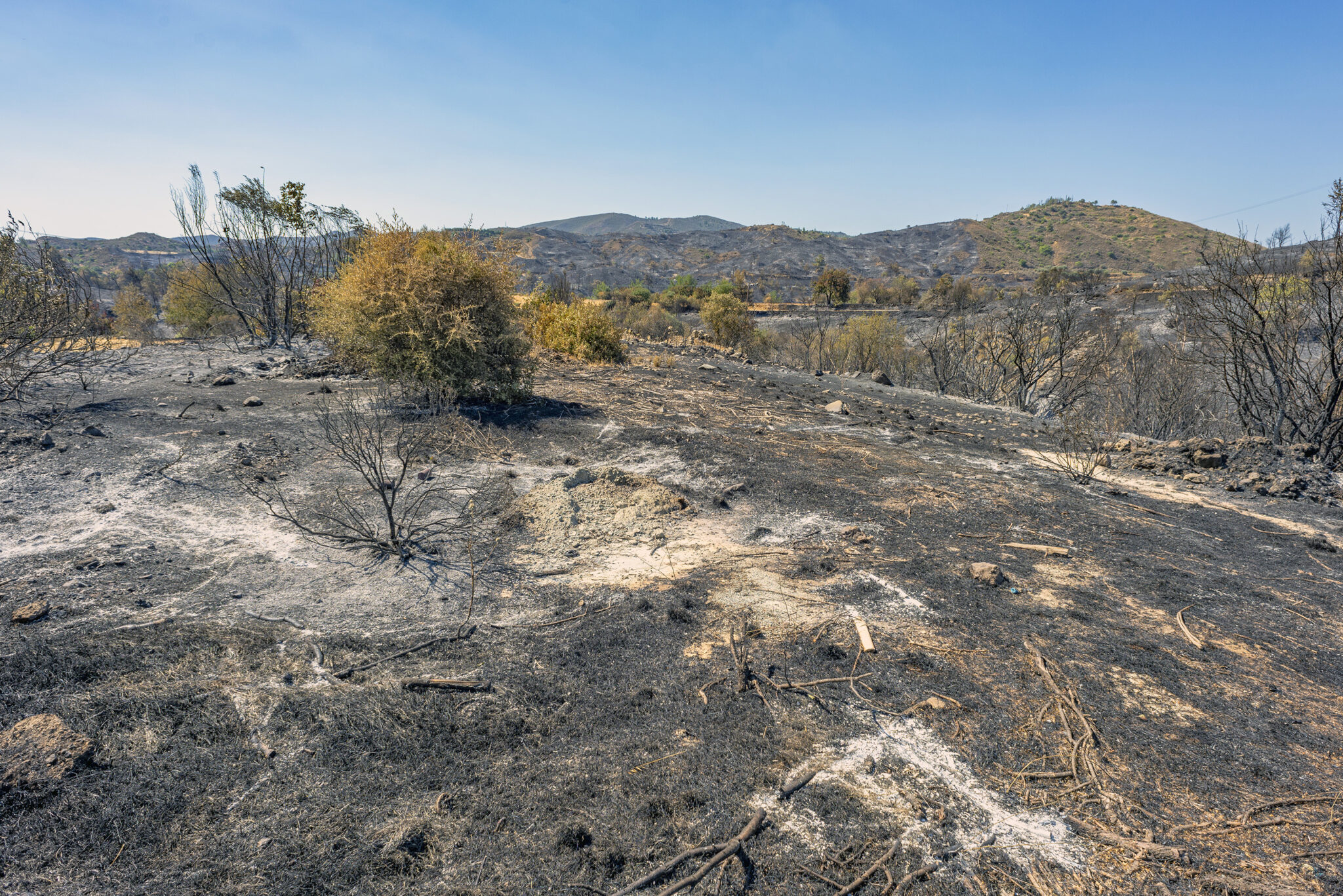 "Έσπασε" η αλυσίδα της πανίδας στις περιοχές της φονικής πυρκαγιάς (ΒΙΝΤΕΟ)