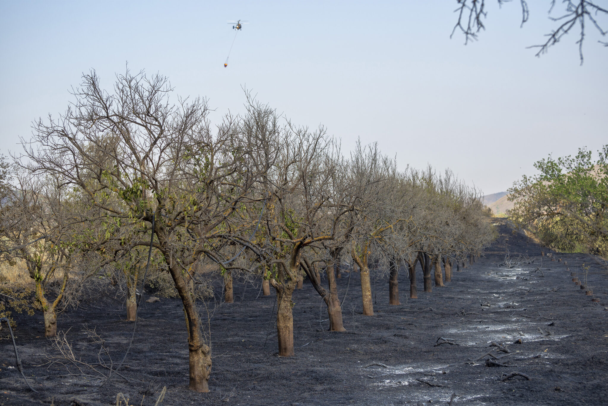 Κοινωνική πρωτοβουλία ΔΗΚΟ για στήριξη των πυρόπληκτων
