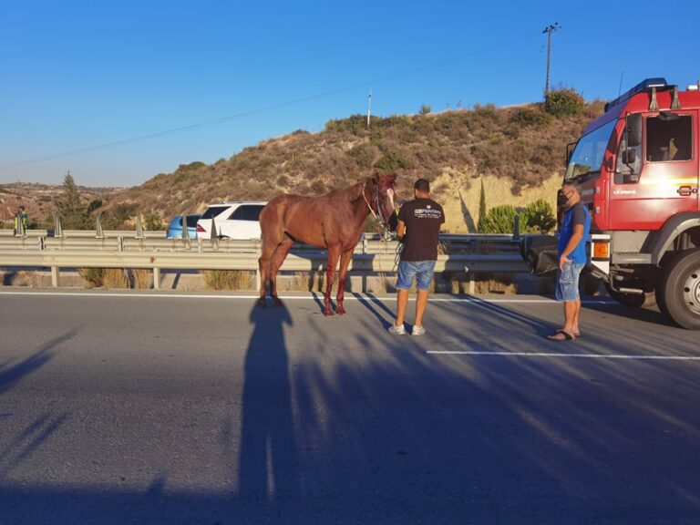 Φαβορί για την πρωτιά σε αγώνα ήταν τα άλογα που τραυματίστηκαν σε τροχαίο (VID)