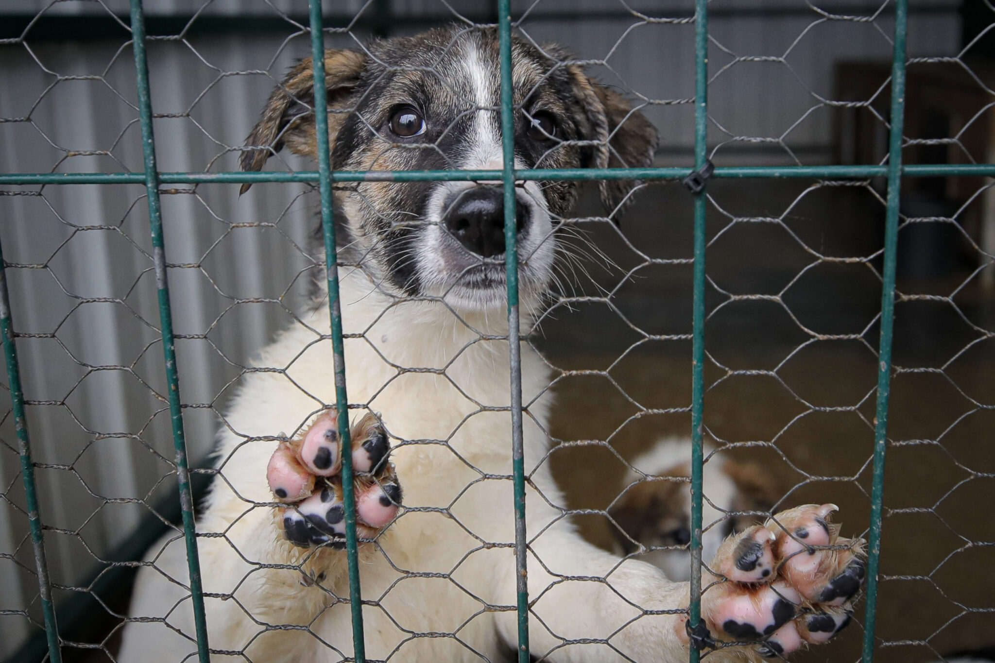 "Βροχή" οι καταγγελίες στην Αστυνομία Ζώων: Δύο υποθέσεις στο δικαστήριο