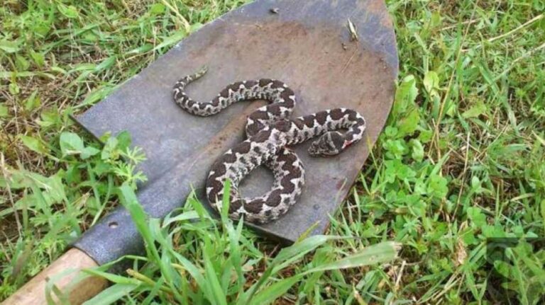 Οχιά δελτίο