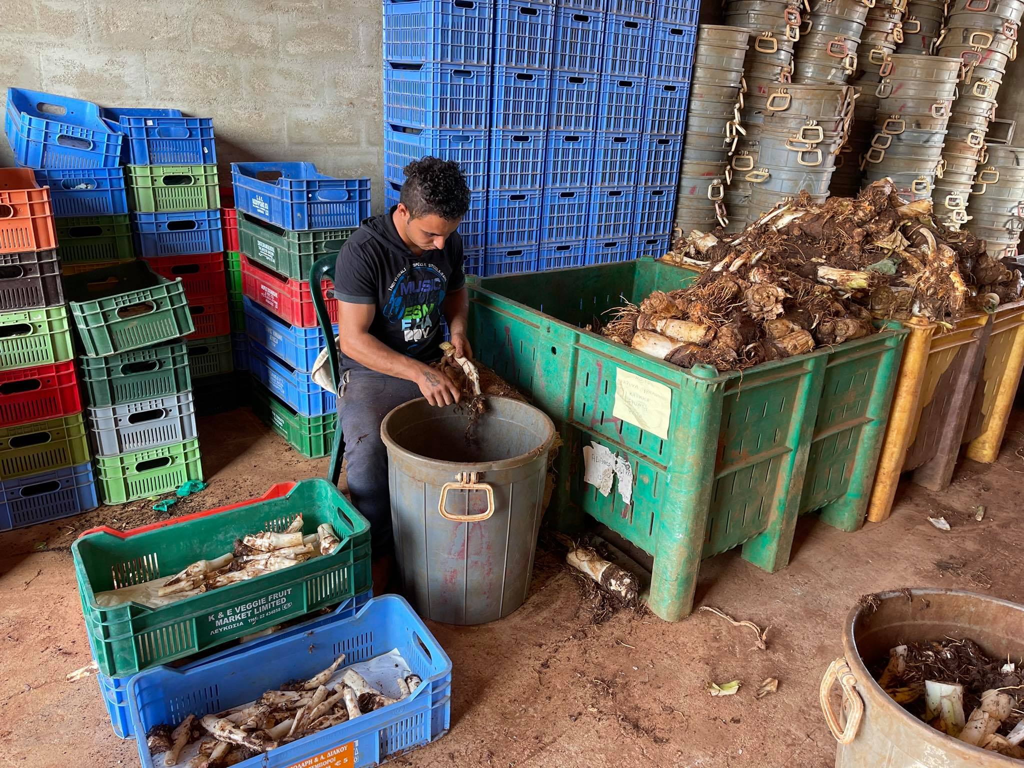 ΒΙΝΤΕΟ&ΦΩΤΟ: Χιλιάδες τόνοι κολοκασιού έμειναν στις αποθήκες των γεωργών