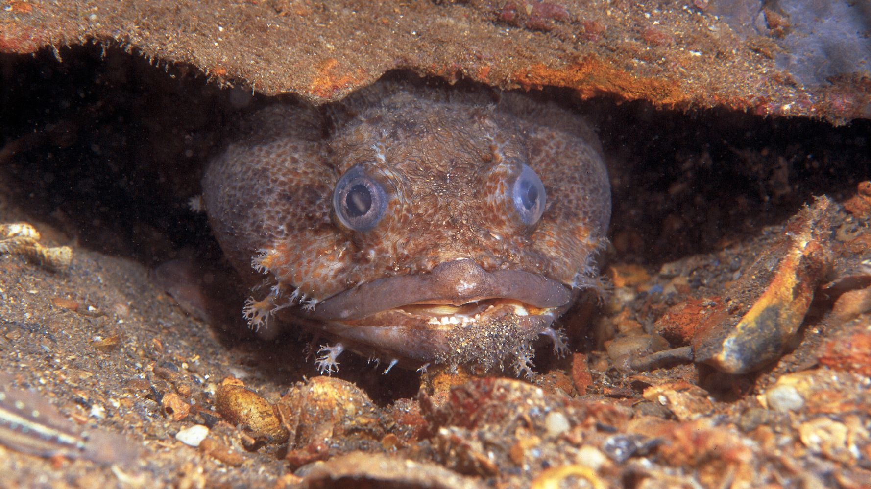 Εισβολή επικίνδυνων βατραχόψαρων στην Μεσόγειο και τα κυπριακά νερά