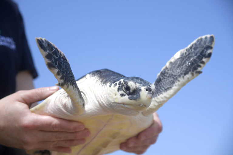 "Αν δεις χελώνα στη θάλασσα απόλαυσε το θέαμα και άσε την ήσυχη" (ΒΙΝΤΕΟ)