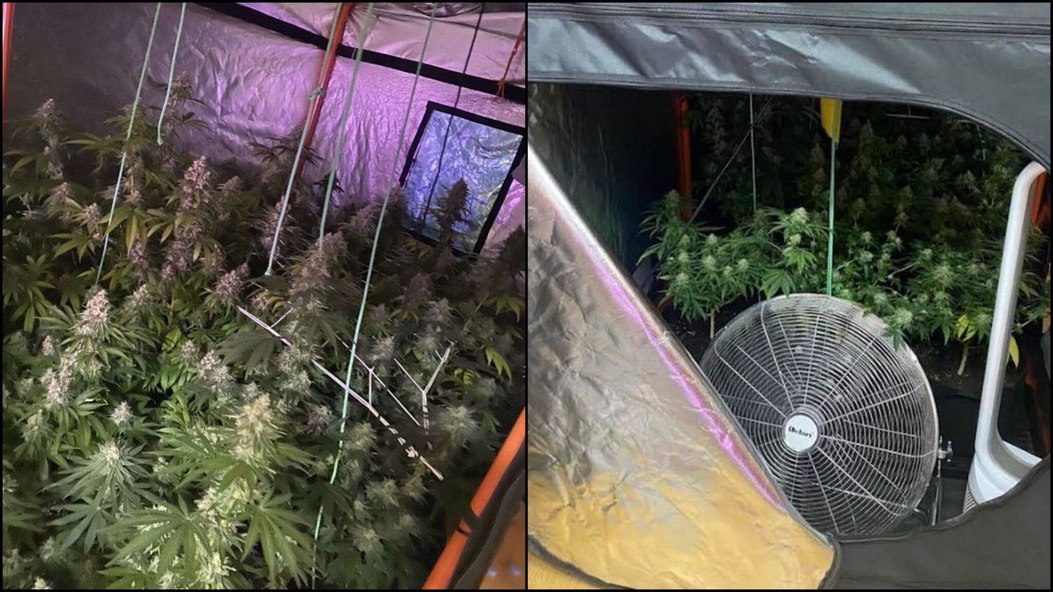 Δεύτερη σύλληψη για το εργοστάσιο παραγωγής κάνναβης και "μαγικών μανιταριών"