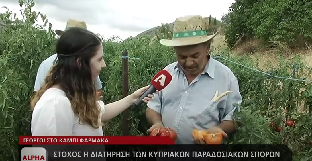 Προσπάθειες για να "κρατηθεί" η κυπριακή ντομάτα στο τραπέζι μας (ΒΙΝΤΕΟ)