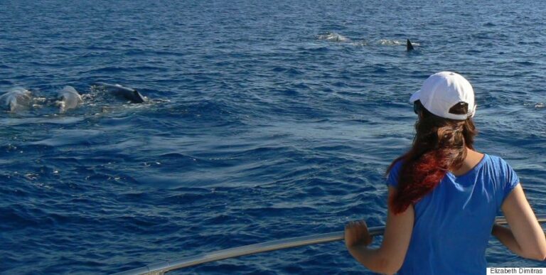 Δελφίνια "έσωσαν" 24χρονο που ήταν αγνοούμενος για 14 ώρες