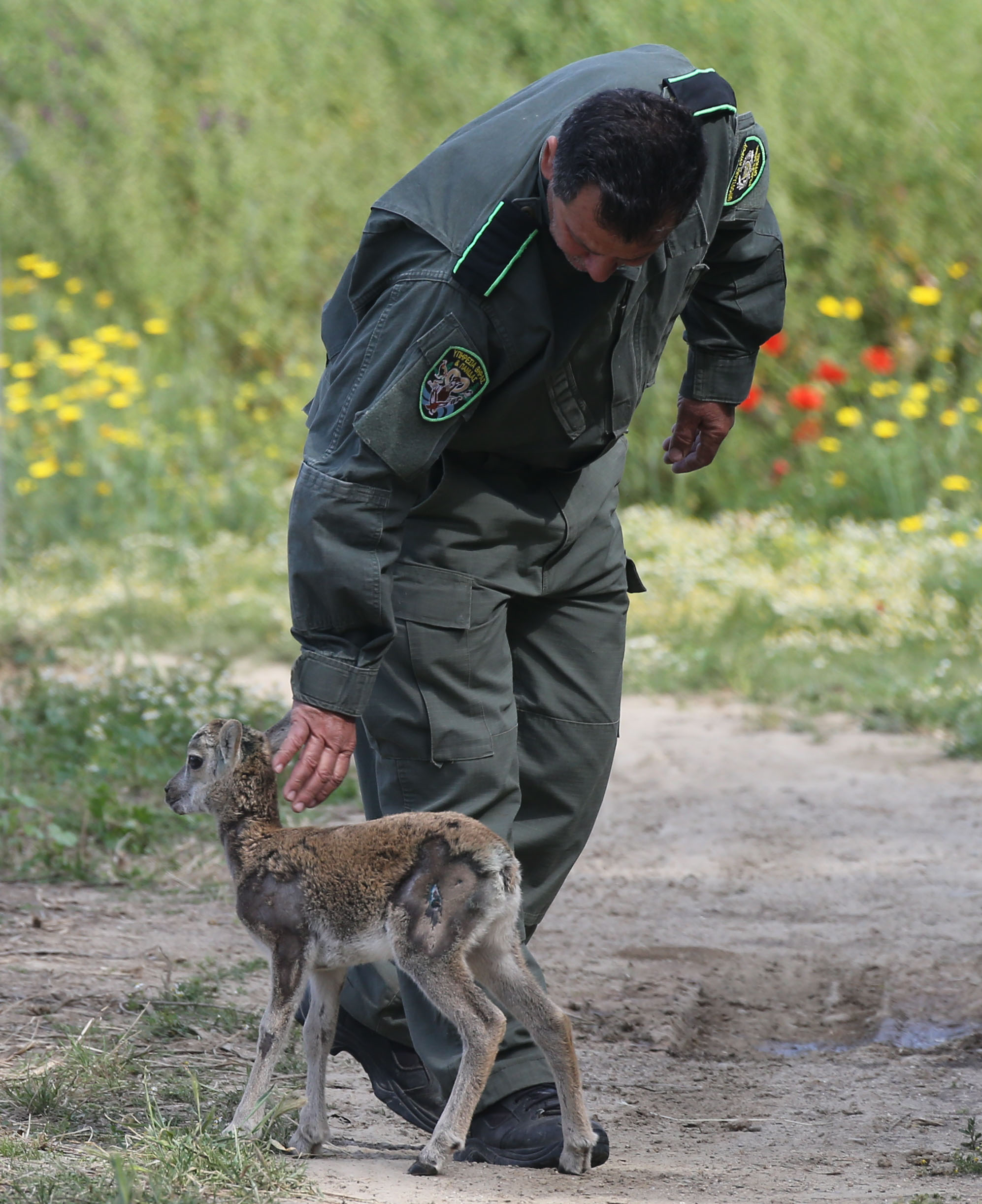 Άλλες δυο συλλήψεις για την υπόθεση λαθροθηρίας αγρινών στον Κάμπο