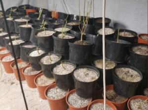 "Ξεσκέπασαν" εργαστήρι παραγωγής κάνναβης στη Λεμεσό, δύο συλλήψεις (ΒΙΝΤΕΟ)