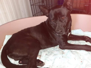 Έδεσε σκύλο στο αυτοκίνητο του και τον έσερνε από τον λαιμό