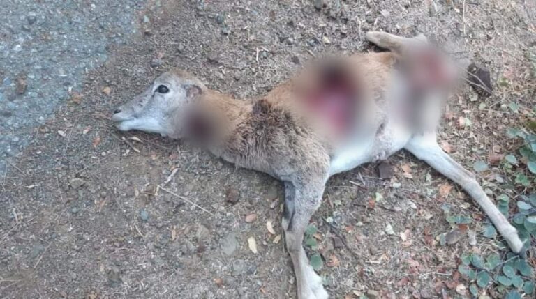 Σοκαριστικές εικόνες: Αγριόσκυλα κατασπάραξαν αγρινά στην περιοχή του Κάμπου