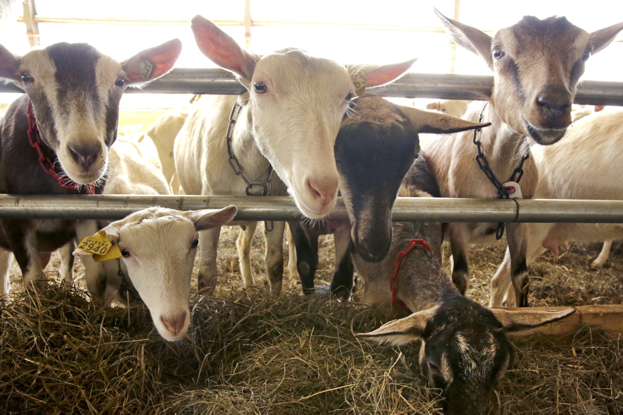Ξεκινά η δημόσια διαβούλευση για το νομοσχέδιο που αφορά τα κτηνιατρικά φάρμακα