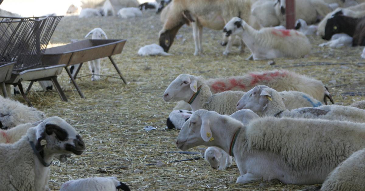 Εκπέμπουν SOS οι αιγοπροβατοτρόφοι, ζητούν περαιτέρω ενίσχυση από το κράτος