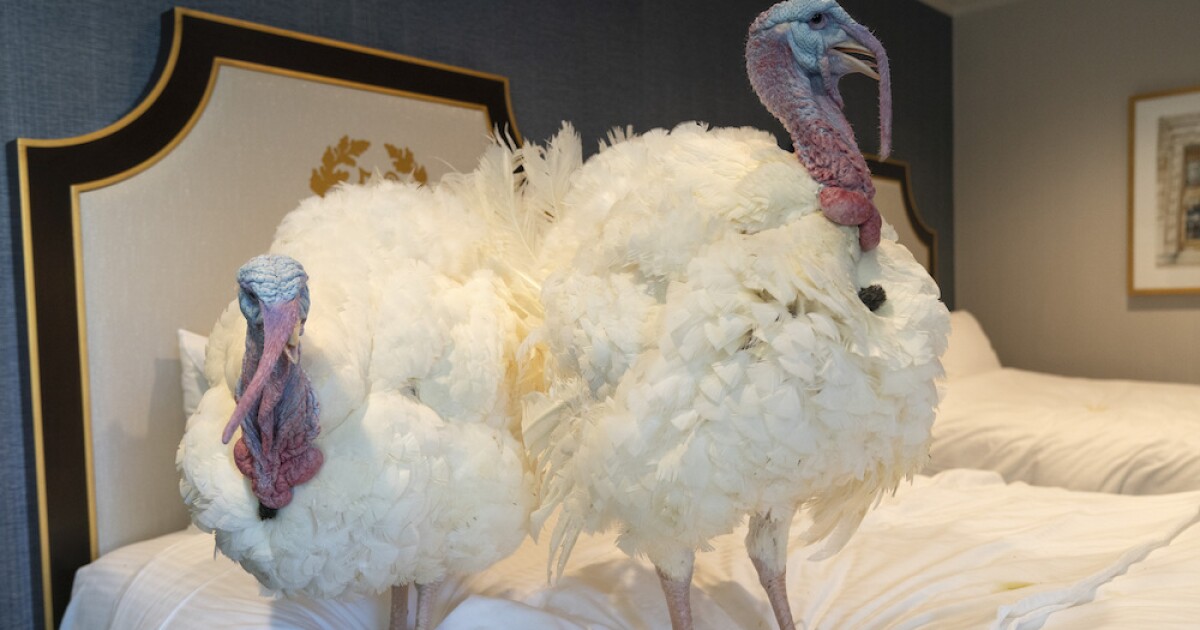 Ο Πρόεδρος Μπάιντεν θα δώσει χάρη σε δύο γαλοπούλες ενόψει των Ευχαριστιών (VID)