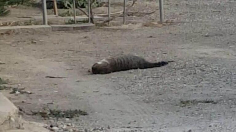 Οι βουλευτές ζητούν παραδειγματική τιμωρία σε όσους δηλητηριάζουν ζώα