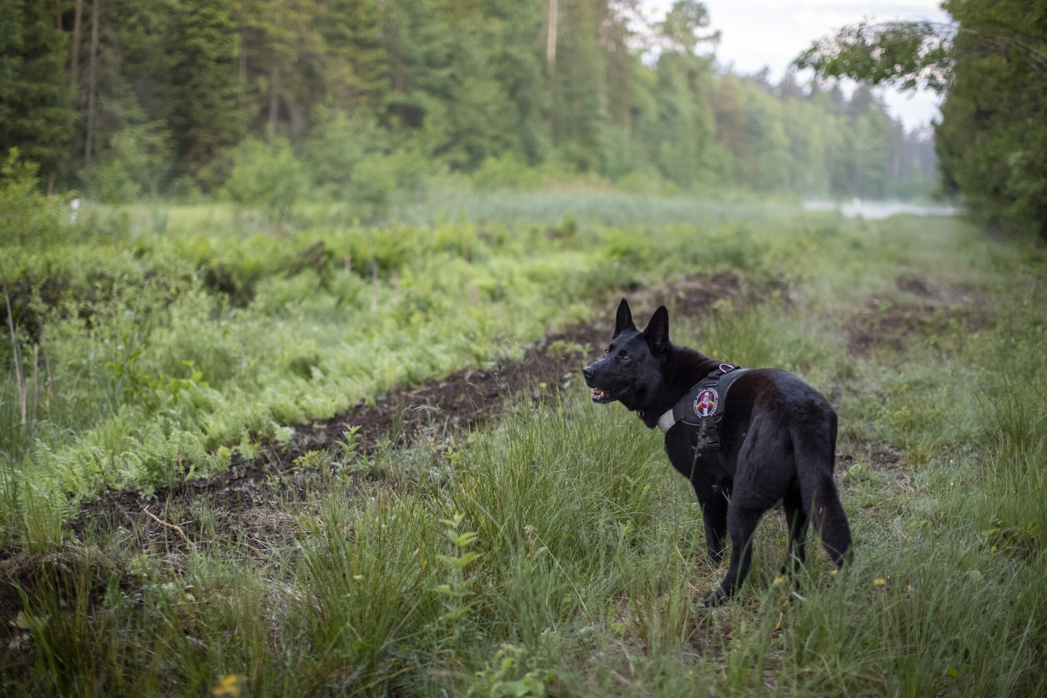 Παράπονα από κατοίκους της Κάτω Πάφου για ανεπιτήρητους σκύλους στην περιοχή