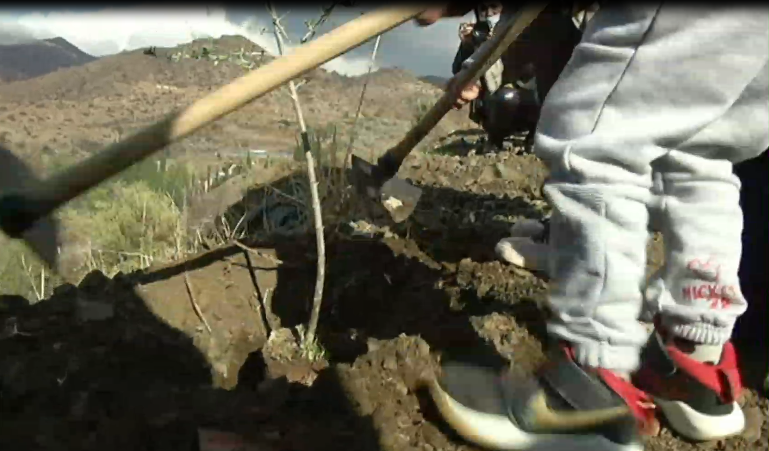 Φυτεύουν τα καμένα: Εθελοντές δείχνουν το δρόμο με στόχο να πρασινίσουν τα βουνά