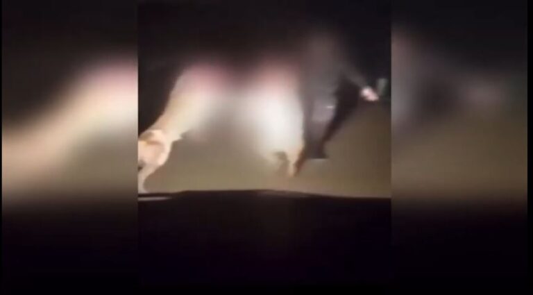 Αναζητούν δεύτερο πρόσωπο οι Αρχές για το αποτρόπαιο βίντεο με σκυλομαχία