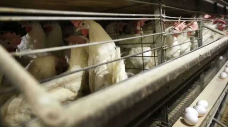 Συναγερμός στο Ηνωμένο Βασίλειο: Εντοπίστηκε κρούσμα της γρίπης των πτηνών