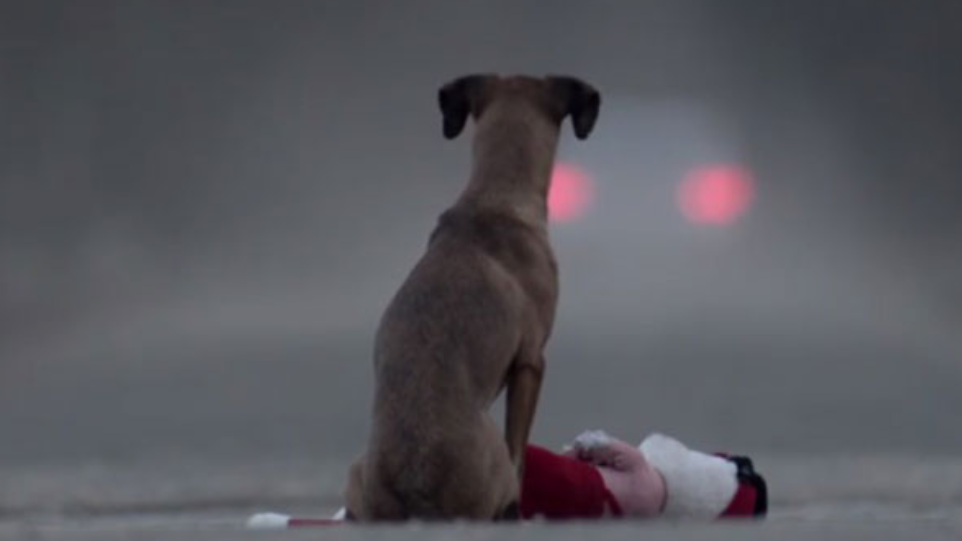 Πώς μπορούμε να προστατεύσουμε τα ζώα από το τσουχτερό κρύο; (ΒΙΝΤΕΟ)