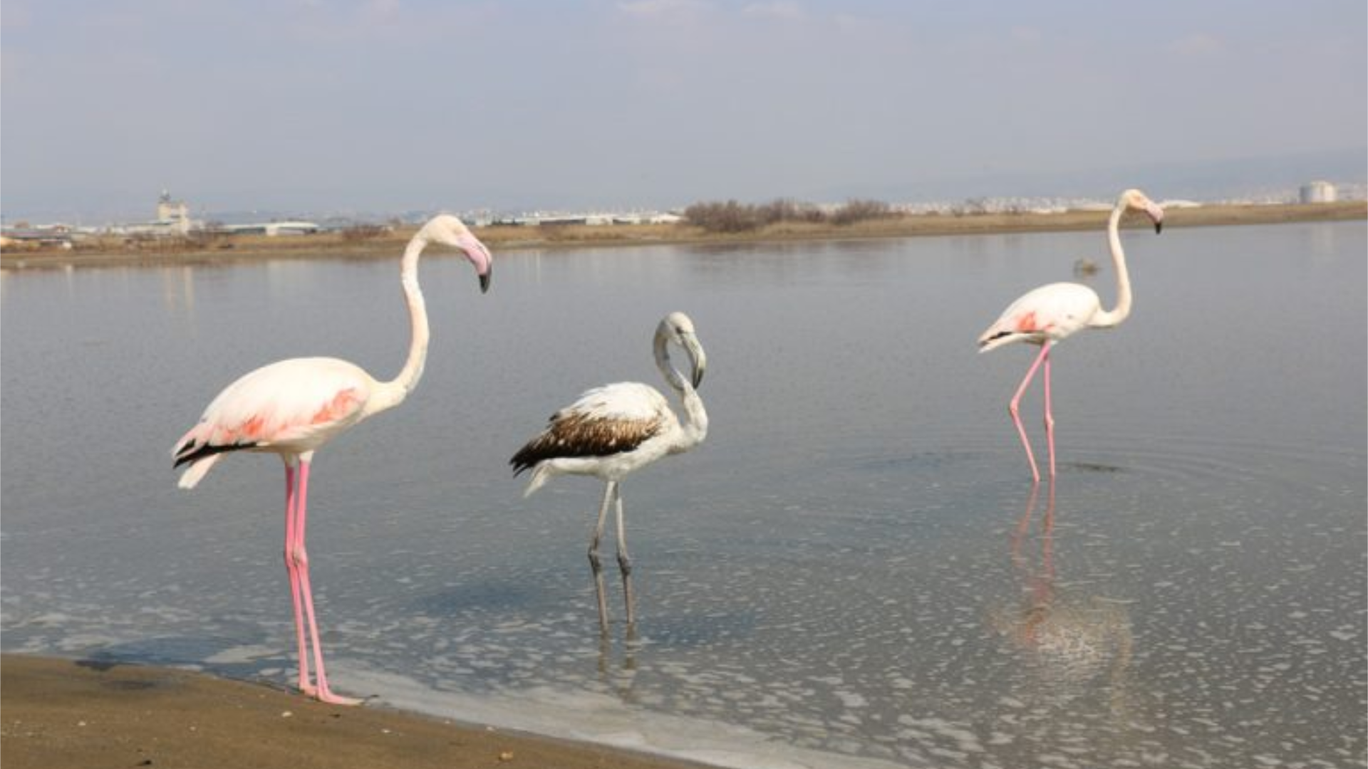 ΒΙΝΤΕΟ: Καρέ-καρέ η διάσωση φλαμίνγκο που είχε παγιδευτεί σε σχοινιά