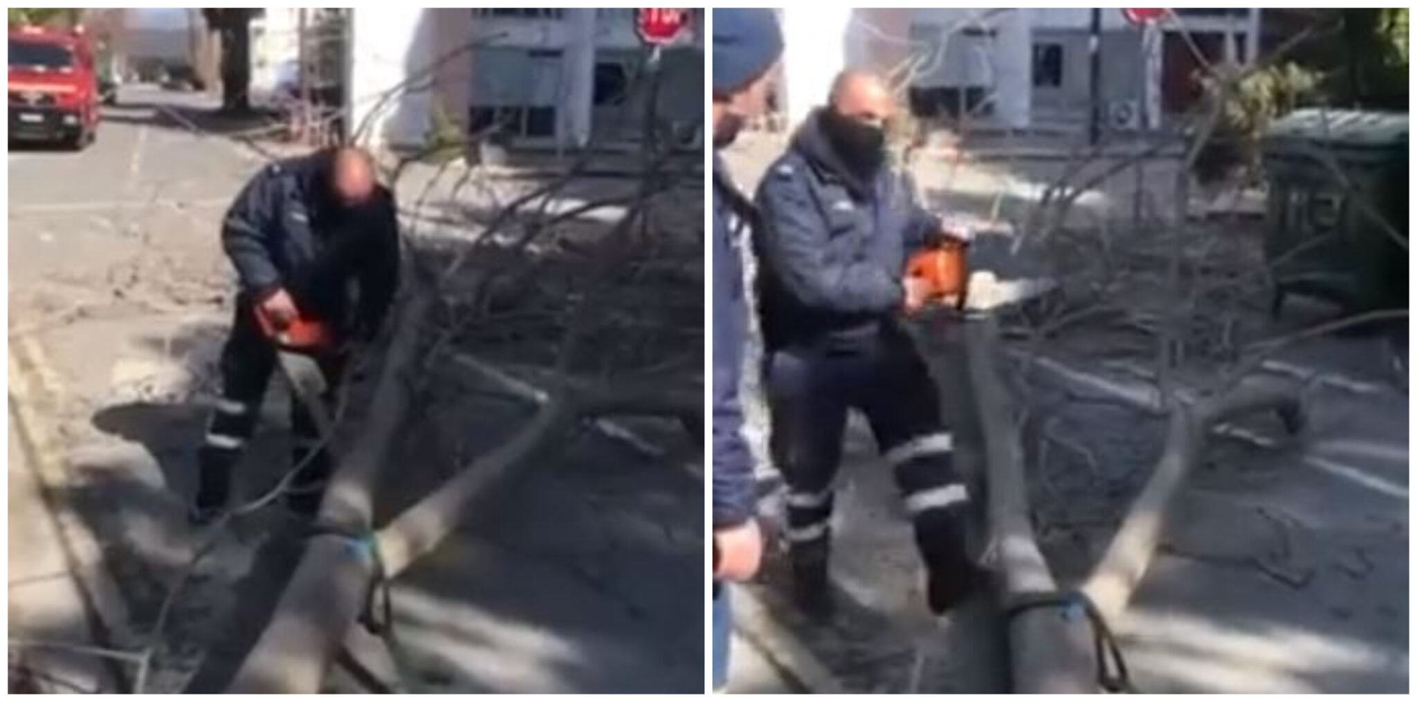 Δέντρο "προσγειώθηκε" στη μέση του δρόμου, επί ποδός οι αστυνομικοί (ΒΙΝΤΕΟ)