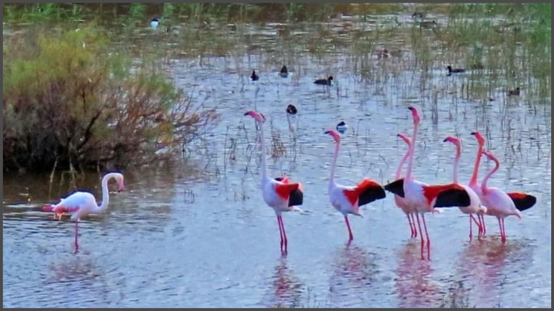 ΒΙΝΤΕΟ: Ο ερωτικός "χορός" αρσενικών φλαμίνγκο για να προσελκύσουν ένα θηλυκό