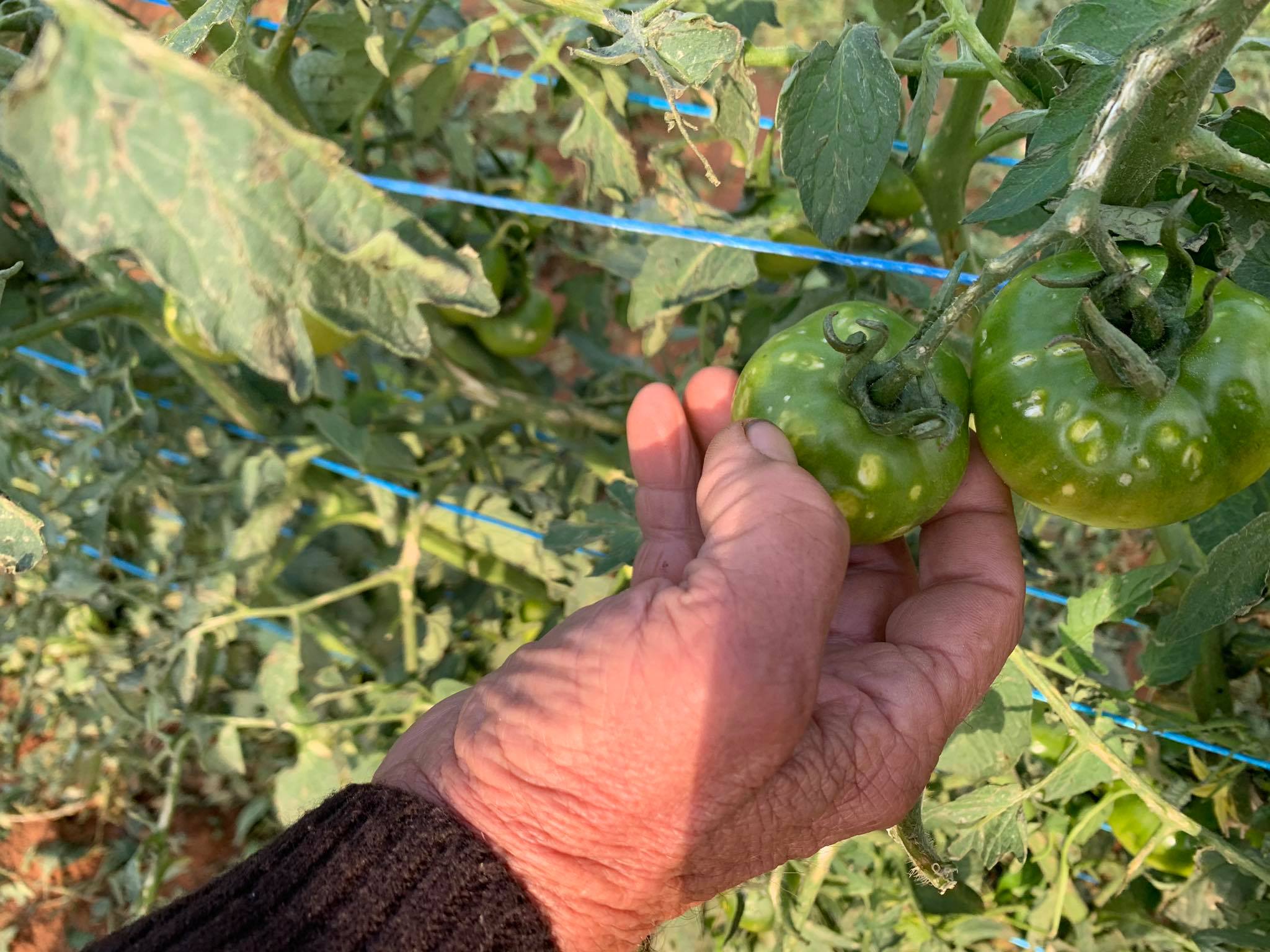 Άρχισαν οι δηλώσεις ζημιάς σε πατάτες, αγκινάρες και λαχανικά στη Δ. Λάρνακα