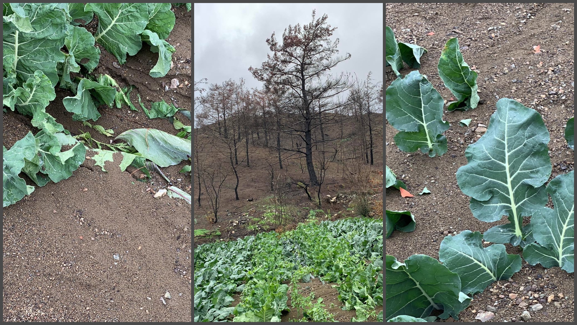 ΒΙΝΤΕΟ&ΦΩΤΟ: Στις λάσπες θάφτηκαν οι κόποι γεωργών στις πυρόπληκτες περιοχές