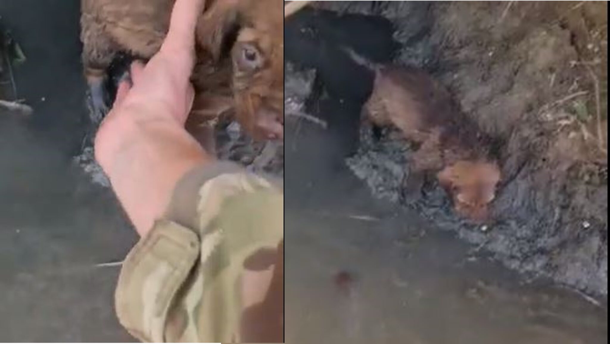 ΒΙΝΤΕΟ: Η στιγμή που στρατιώτες της ΟΥΝΦΙΚΥΠ διασώζουν οκτώ κουταβάκια