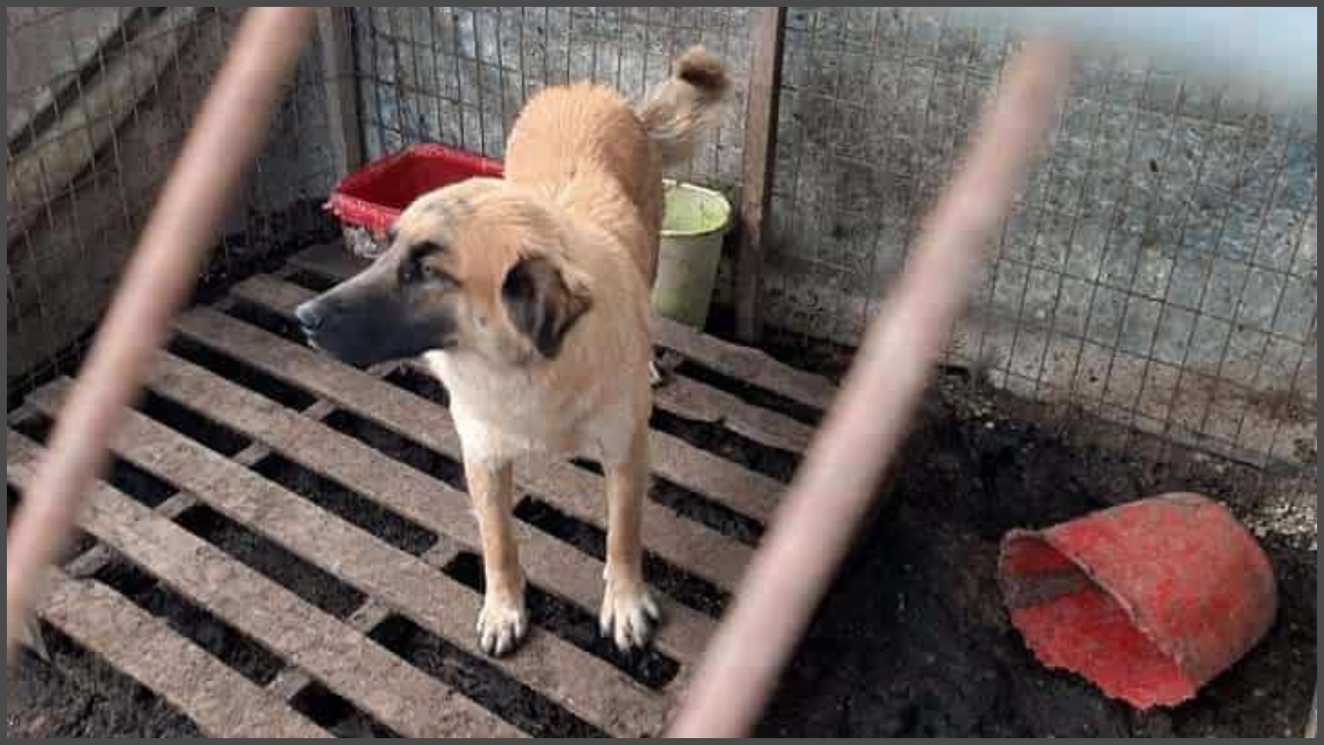 Ποιες οι υποχρεώσεις Δήμων και κοινοτήτων για αδέσποτα ή εγκαταλελειμένα ζώα;