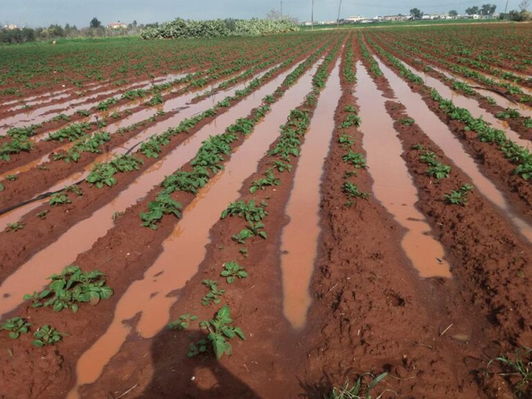 Πλήγηκαν ανεπανόρθωτα και πάλι οι αγρότες…λόγω κακοκαιρίας και παγετού
