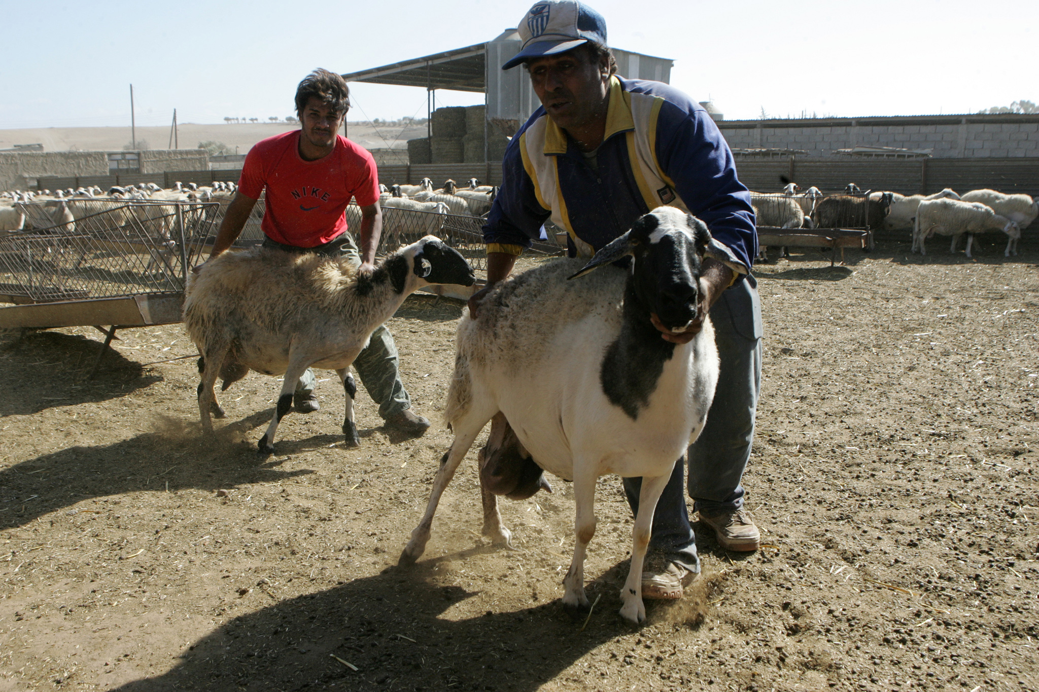 Φοβούνται την ουκρανική κρίση οι κτηνοτρόφοι, αβέβαιος ο σιτοβολώνας της Ευρώπης