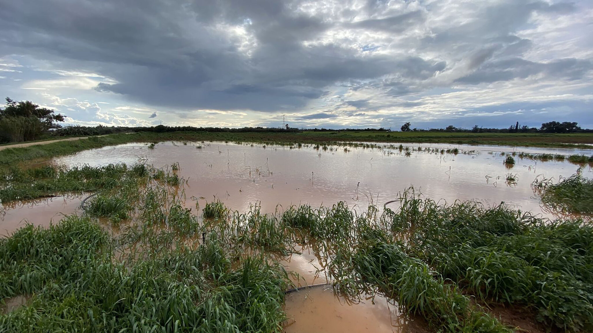 Ζημιές από παγετό σε φυτείες πατατών: Μέχρι πότε γίνεται δεκτή υποβολή αιτήσεων