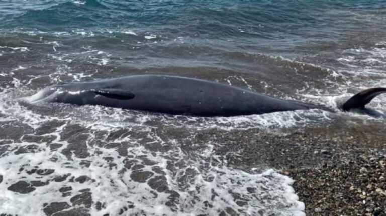 'Ζιφιός' το κητώδες που εντοπίστηκε νεκρό στην παραθαλάσσια περιοχή Μαντριών