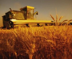 Κρίση κι αύξηση τιμών στα σιτηρά: Πόσο αρκούν τα αποθέματα της Κύπρου (BINTEO)