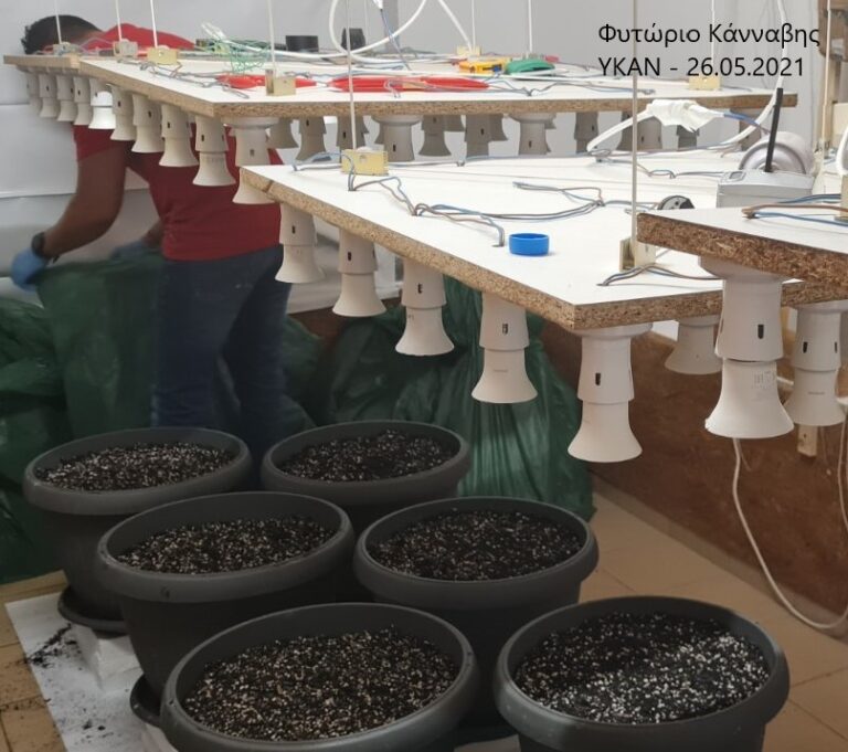 Στο κελί για 9 χρόνια 45χρονος που μετέτρεψε την οικία του σε φυτώριο κάνναβης