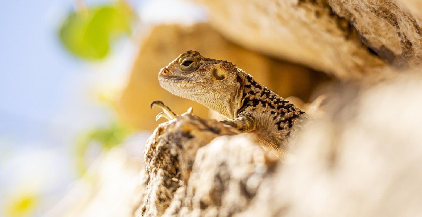 Ξεχωριστό ενδημικό είδος στην Κύπρο ο κουρκουτάς – Τα χαρακτηριστικά του (VID)