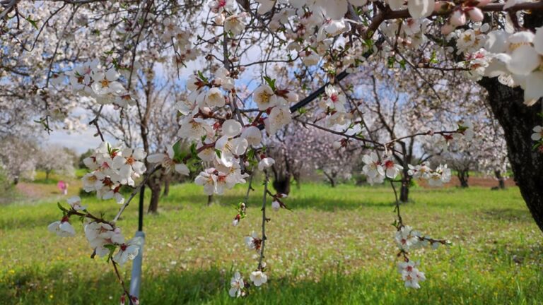 Γιατί δεν άνθισε φέτος το "ροζ λιβάδι" στην Κλήρου; (ΒΙΝΤΕΟ&ΦΩΤΟ)