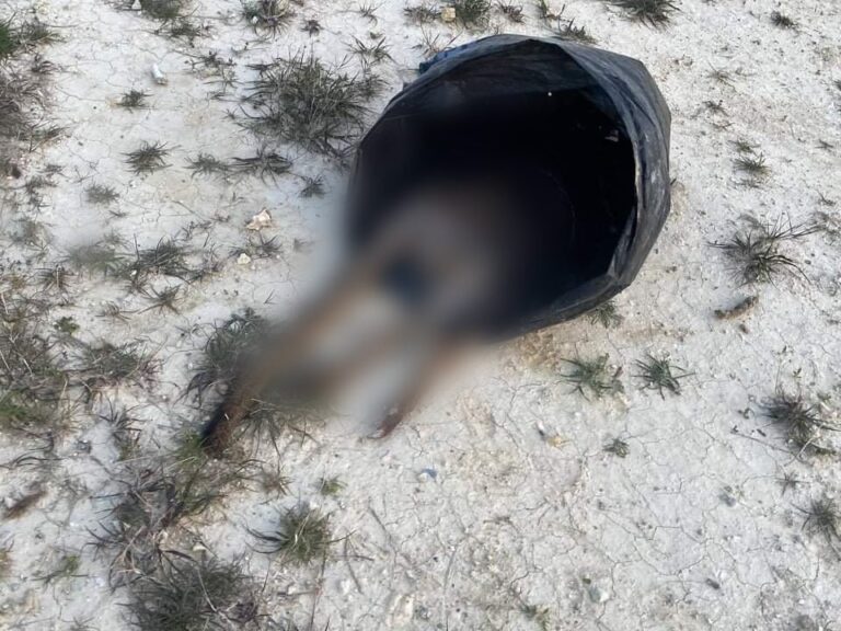 Εικόνες νροπής: Πέταξαν νεκρά ζώα του Ζωολογικού Κήπου Λεμεσού στο Βατί