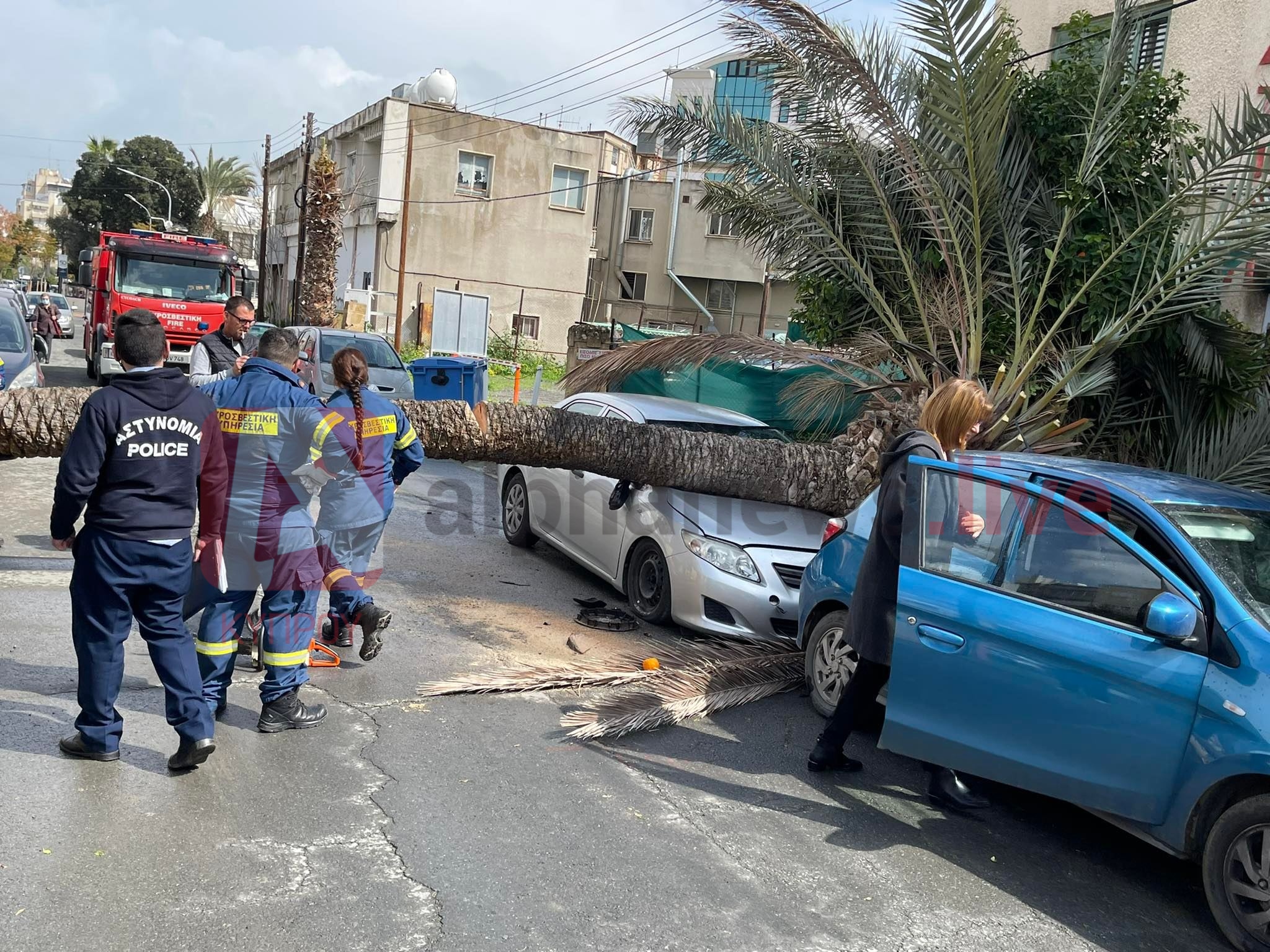 Χάος με σφοδρούς ανέμους: Φοίνικας "καταπλάκωσε" αυτοκίνητο στη Λευκωσία (ΦΩΤΟ)