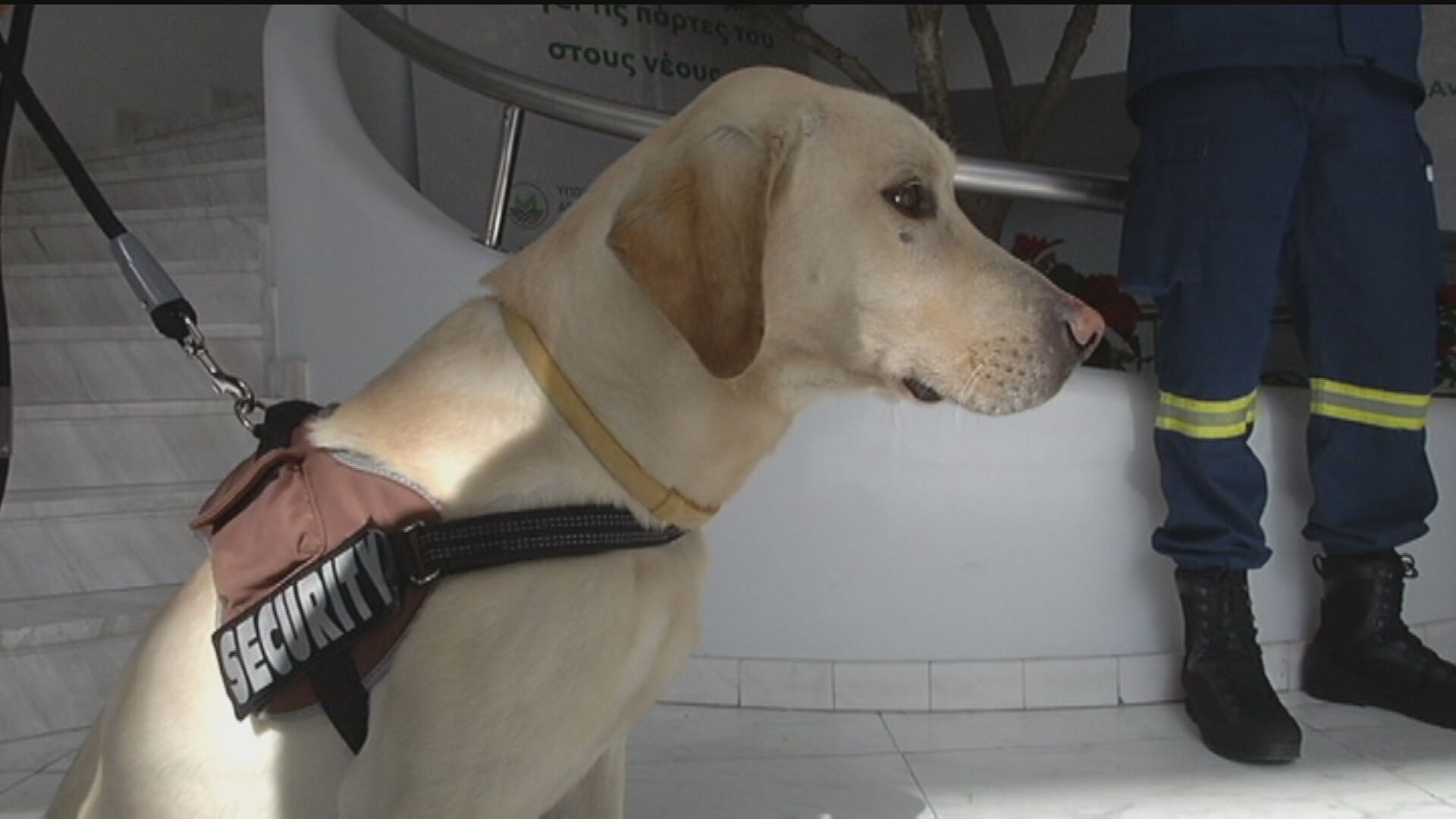 Ο Κάρλο έσωσε ανθρώπινες ζωές και πήρε το βραβείο του καλύτερου διασώστη (VID)