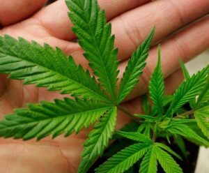 Επιχείρηση ΥΚΑΝ: Μετέτρεψαν αποθήκη σε φυτώριο κάνναβης, τσάκωσαν δύο υπόπτους