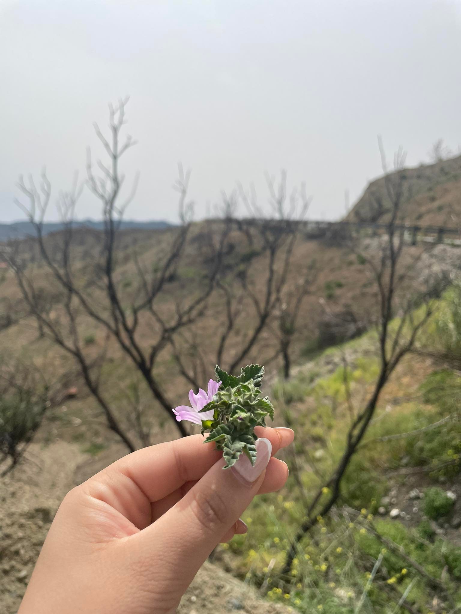 Χρώμα μέσα από τις στάχτες: Οδοιπορικό στην καμένη γη (ΒΙΝΤΕΟ)