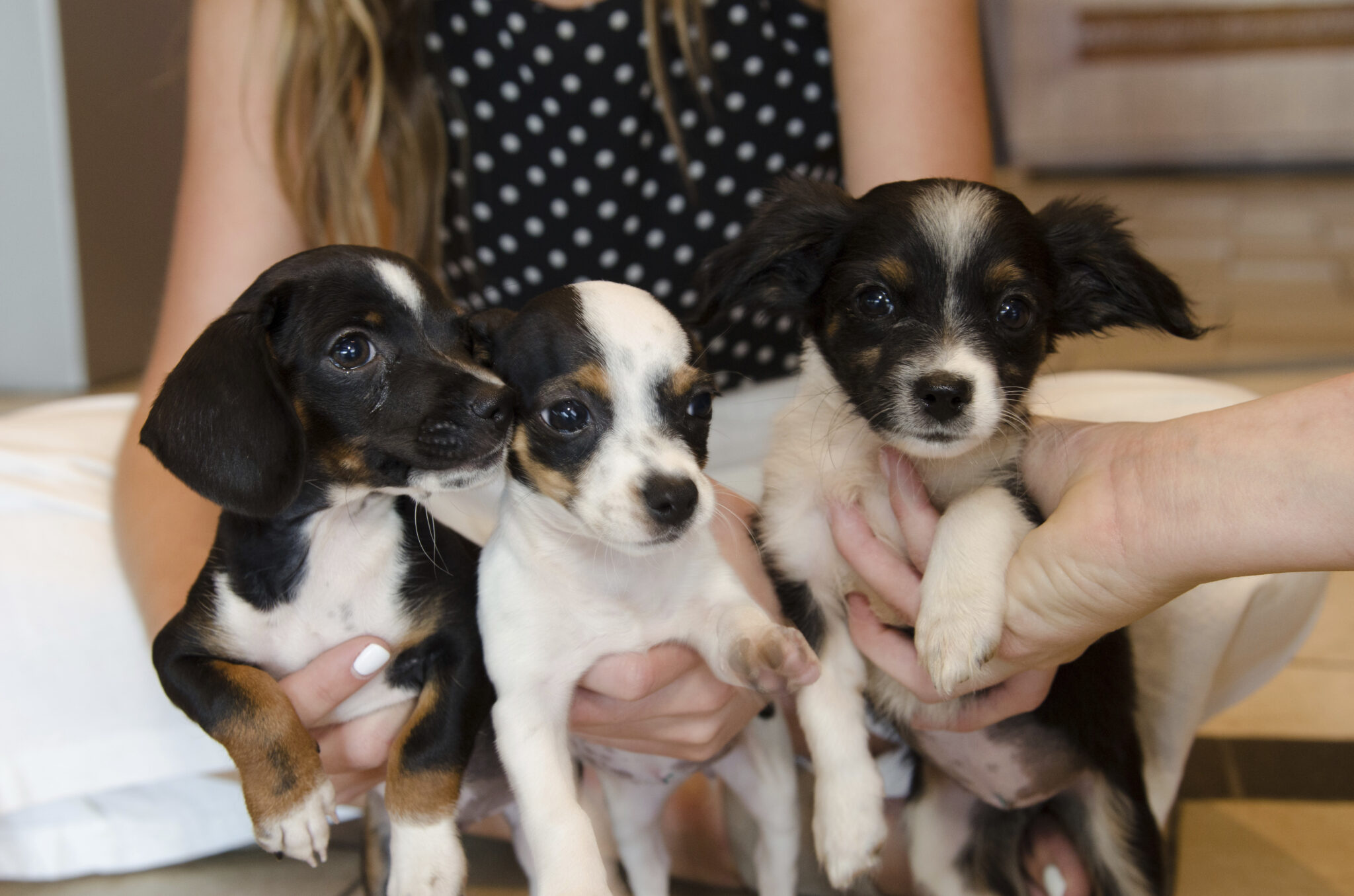 Ψάχνουν να βρουν τα ίχνη κυκλώματος … εμπορίας κουταβιών (ΒΙΝΤΕΟ)